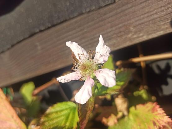 eine weiße fünfblätterige Brombeerblüte