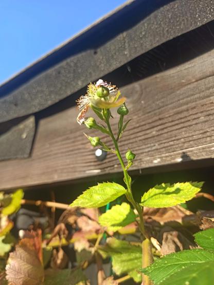 Ein weiterer neuer Trieb der Brombeere mit einer Blüte an der Spitze und mehreren Knospen