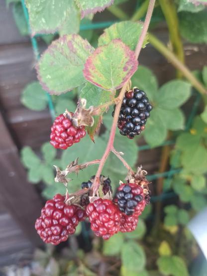 Ein paar Nachzügler an der Brombeere. Eine fast reife Frucht und ein paar weitere hell- und dunkelrote Früchte