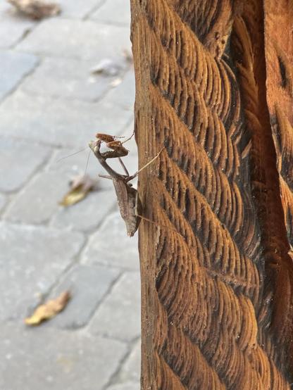 A brown mantis is attached to the left side of a wooden black that has many saw kerfs on it.  You can see him/her outlined against the paver patio behind.  They look ready to stay a while.