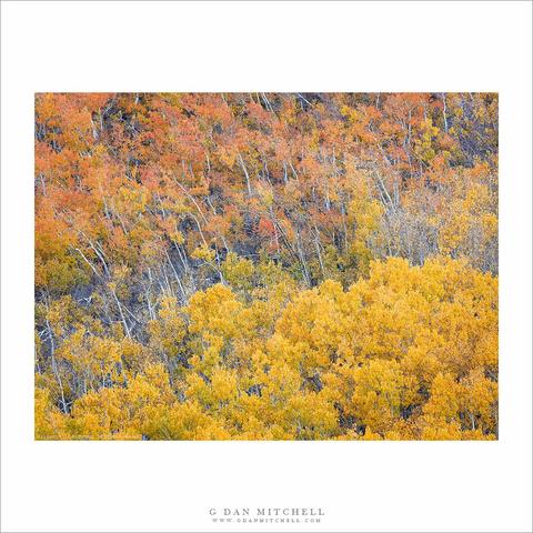 Sierra Nevada autumn aspen grove