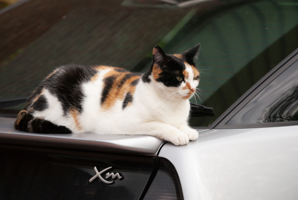 A calico cat, with a... determined look on her face, lying on the rear of a Citroën XM.