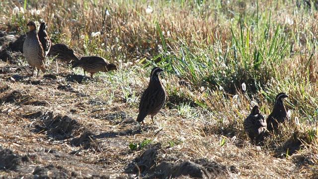Several quail in the dirt, gravel, and grass at the edge of a road.  The one in the center shows the characteristic white stripe on the head.  The one on the left is standing tall (for a quail).