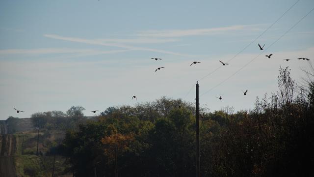 Predictably, the quail suddenly took flight.  I count 13 birds in the air.   On the left, a rutted dirt road stretches off over rolling hills.