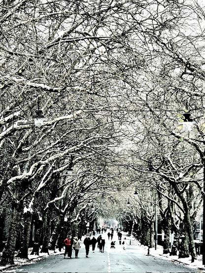 A tree-lined avenue covered with snow.