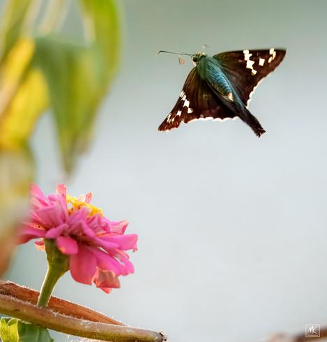 Color photo of a long-tailed skipper butterfly with wings spread wide flying above a pink zinnia flower.