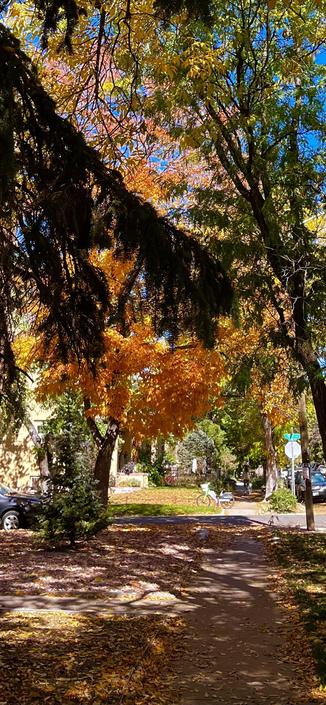 Orange and yellow leaves on tree lined city street.