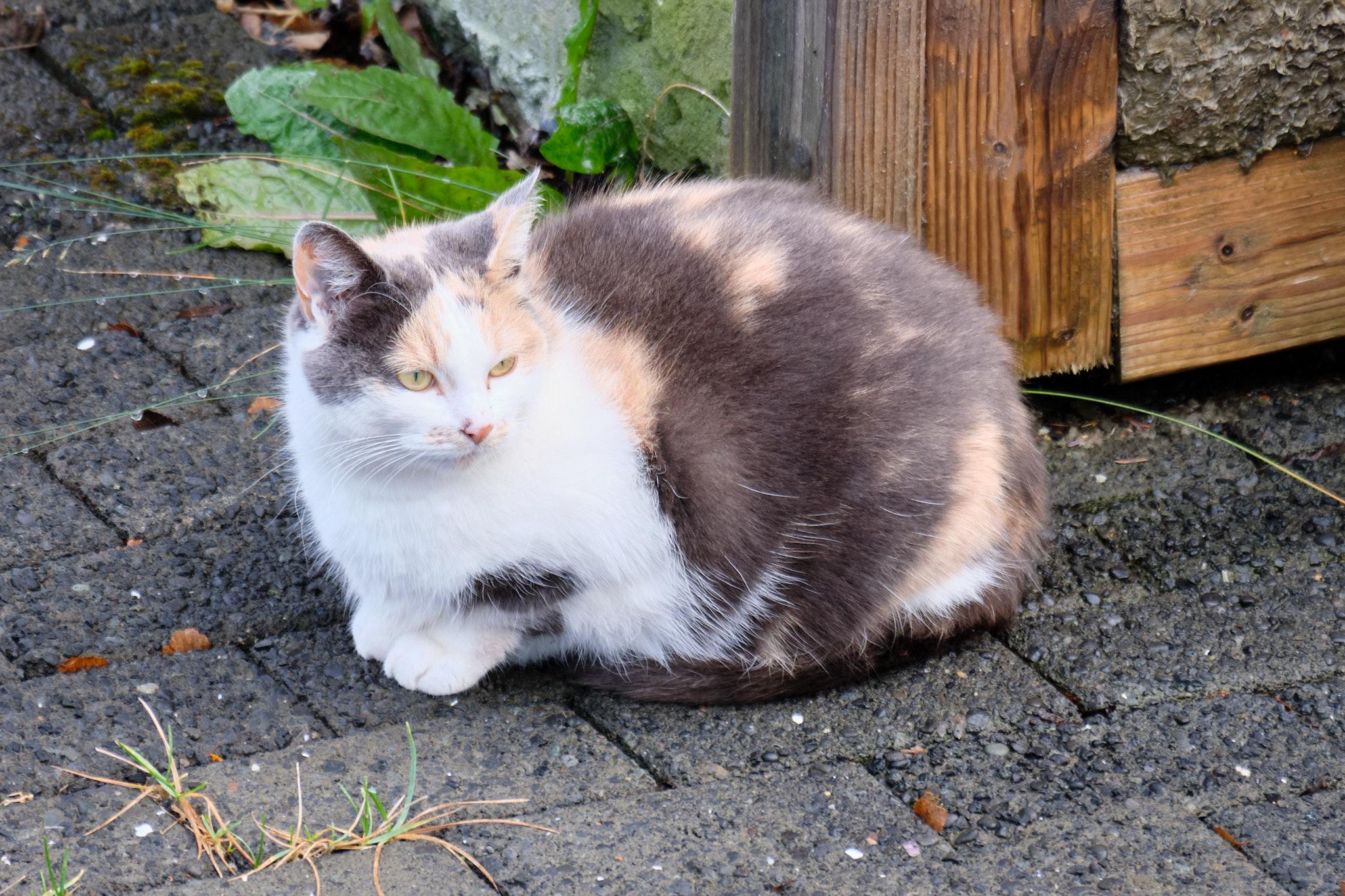 Skotta, a calico cat, loafs on a pavement
