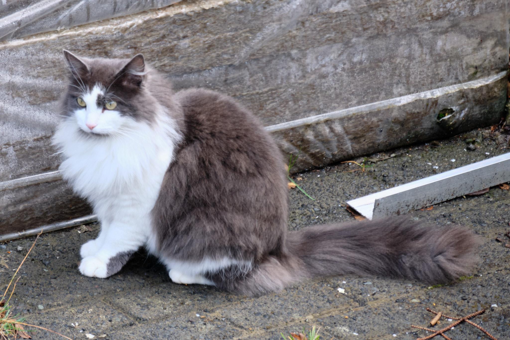 Grása, a grey and white long-haired cat, sits in front of a stack of insulation