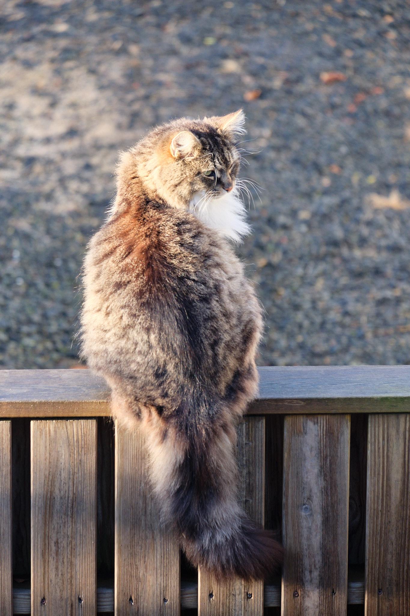 Loðmundur, a very fluffy cat, sits on a fence