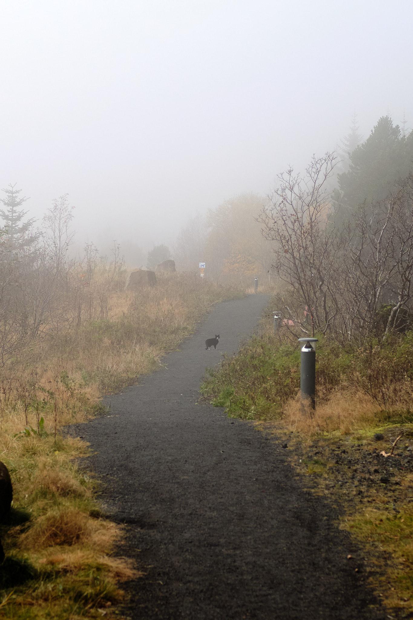 If you peer through the fog, you'll see that there is a black and white cat on the path looking back.