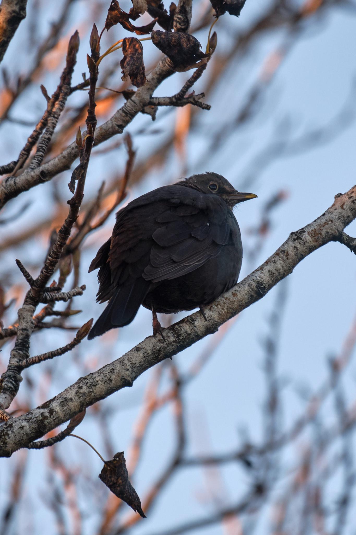 A very fluffed up blackbird relaxing on a branch