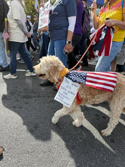 Photo by George Conway on October 18, 2025. May be an image of golden retriever, flag and text.