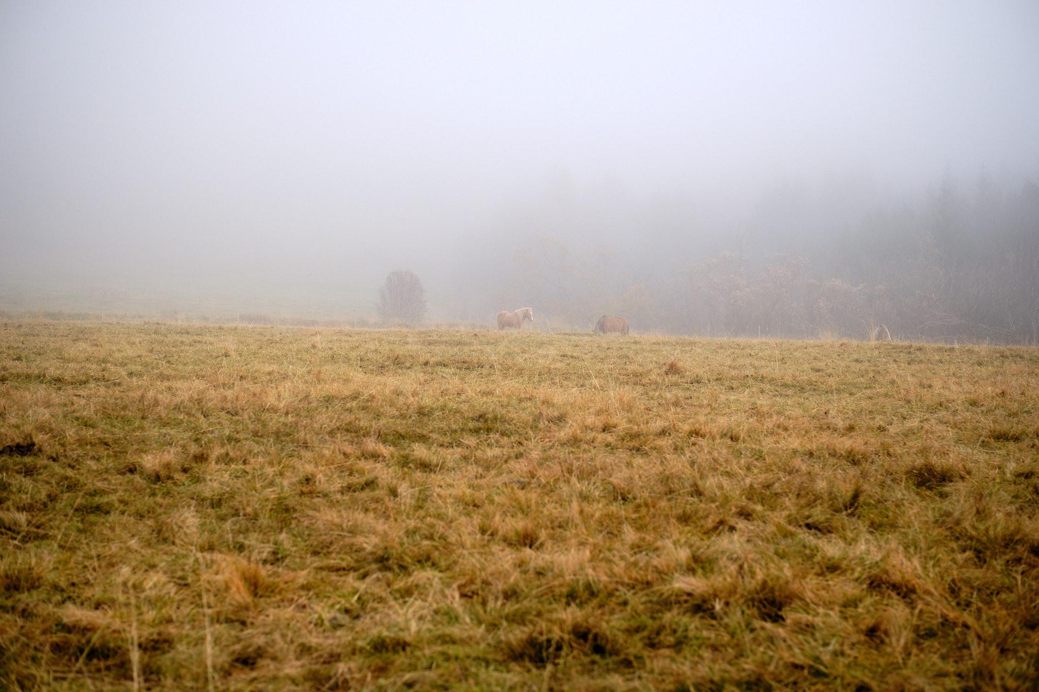 A fog sits over a field. You can see a couple of horses and trees in the fog