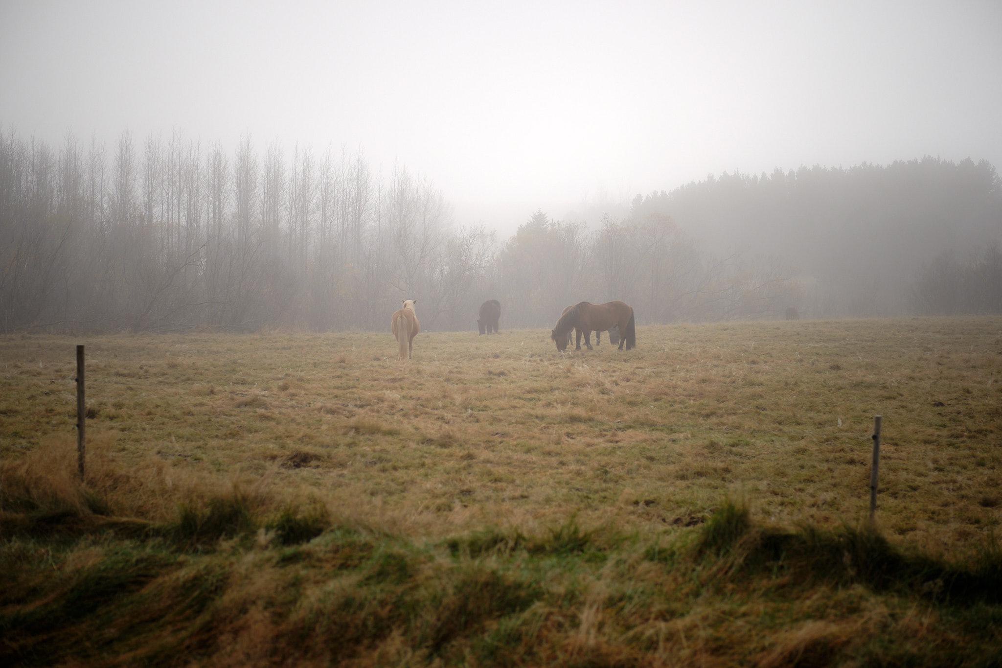 A view from the other side. The horses can be seen more clearly in the fog now.