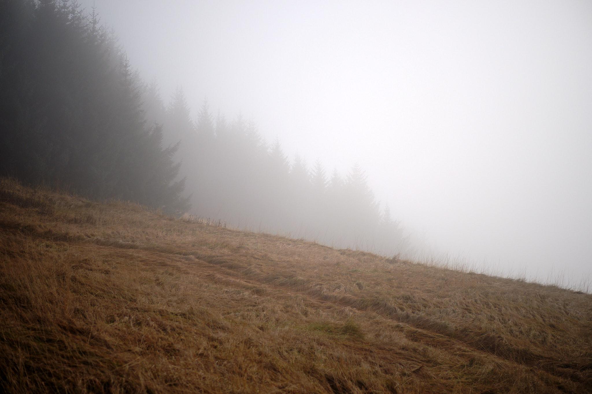 A foggy landscape. The fog creates layers of grey. The trees are all greyed out.