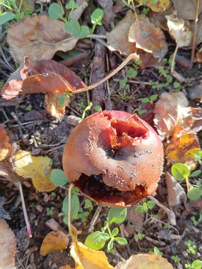 Ein rotbrauner, fauler Apfel liegt im Sonnenlicht auf dem Boden zwischen gelben Blättern und grünen Keimlingen.