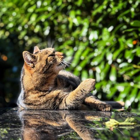 Cat