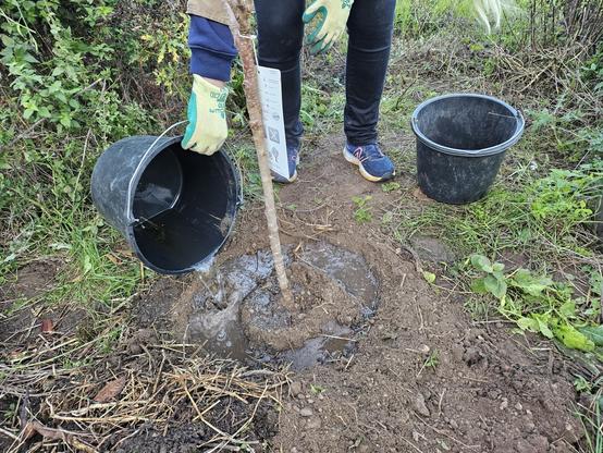 Der gepflanzte Baum wird angegossen