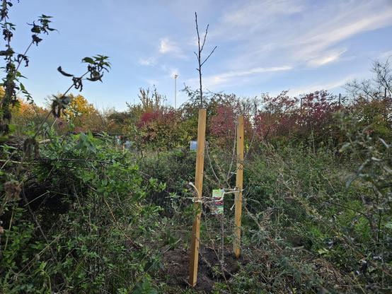 Der Baum hat zwei Stützpfähle und ragt in den Himmel