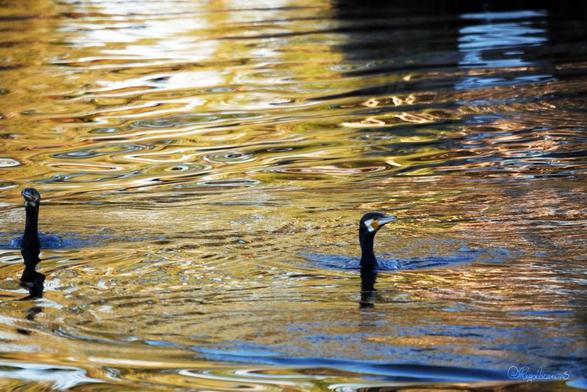 Photo d’un étang à l’heure dorée. L’eau est miroitante comme du métal liquide et renvoie une couleur d’or avec quelques reflets sombres et bleus. Elle est troublée par deux cormorans dont la tête émerge, le cou tendu hors de l’eau.