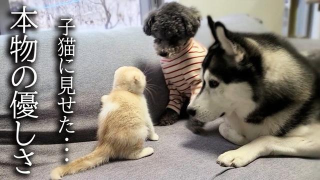 初めて子猫が犬達に心を開いた瞬間がこちらです...