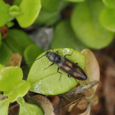 A close-up, top-down photo of a black beetle with goldish blotches on its elytra, and some tiny hairs on its carapace.