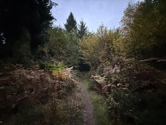 A picture of a forest path leading into a pitch black opening in between trees.
