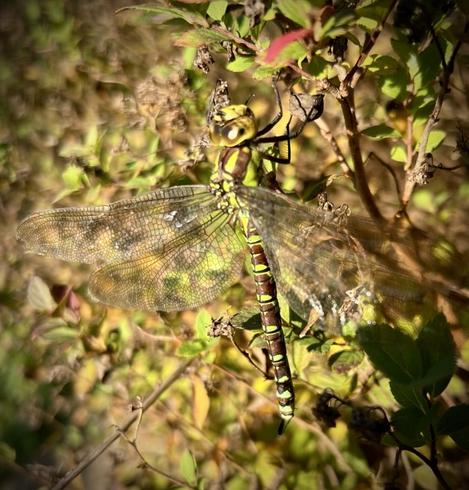 Eine grün-schwarz gefärbte Libelle mit durchscheinenden Flügeln sitzt auf einem dünnen Zweig, umgeben von grünem Laub und Natur