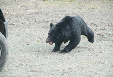 奈良県内、ドングリ不作 クマに注意を 冬眠前、出没増える可能性 - 奈良新聞