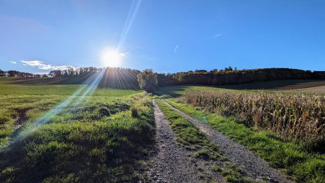 Feldweg führt in den Wald hoch. Die Sonne steht schon tief am blauen Himmel.