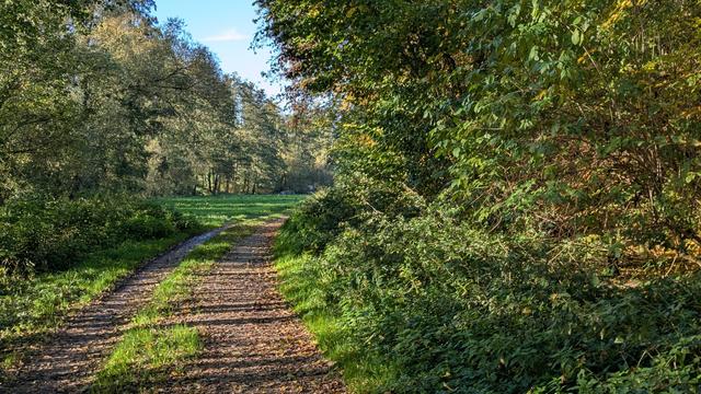 Waldweg