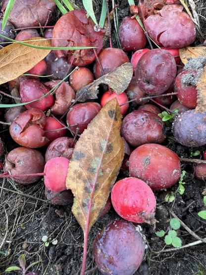 Leicht vergammelte, herbstliche Früchte auf dem Boden, und einige braune Blätter
