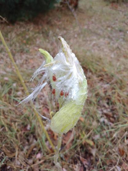 Milkweed plant that has popped open.