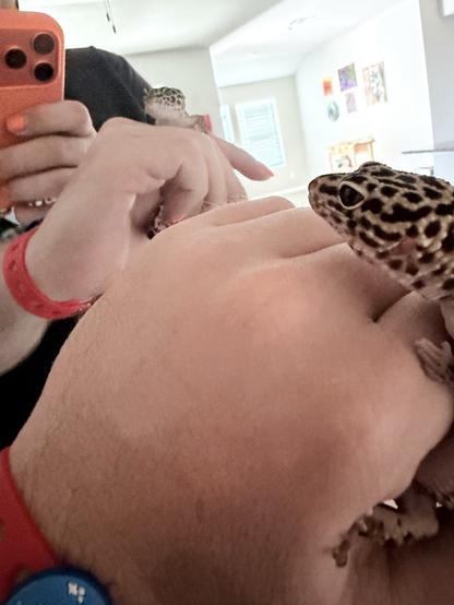 a shot from my camera to the mirror. my hand is visible and a leopard gecko is crawling around on it and looking at her reflection
