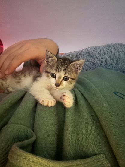 A photo of a kitten laying on someone's side.