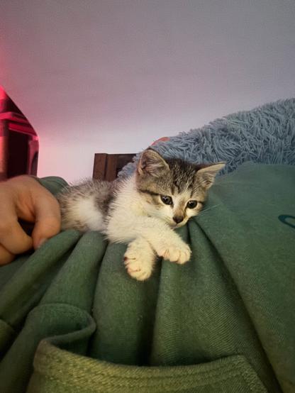 A photo of a kitten laying on someone's side.