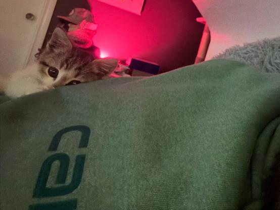 A photo of a kitten laying on someone's side.