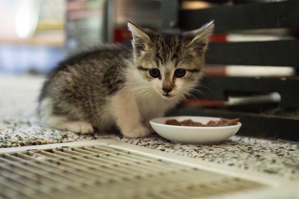 A photo of a kitten eating out of a food bowl