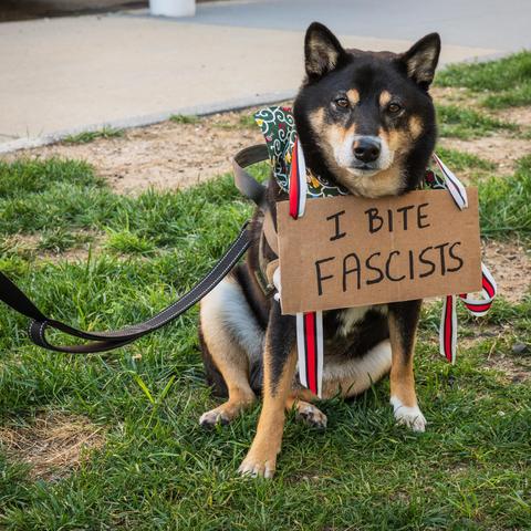 A dog wearing a sign which reads "I BITE FASCISTS" looks straight into the camera.