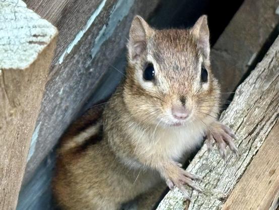 A brown chipmunk looking straight at the camera. Its front paws are on some wooden boards that he has crawled up, and there are also boards behind it.