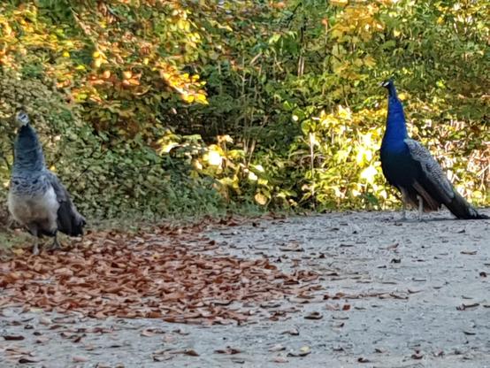 Zwei Pfauen gehen auf einem Weg entlang. Im Hintergrund sind Sträucher.