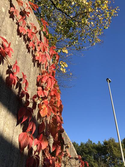 Rechte Hälfte ist blauer Himmel mit Laternenmast. Links Betonmauer ab der eine Ranke mit roten Blättern.
