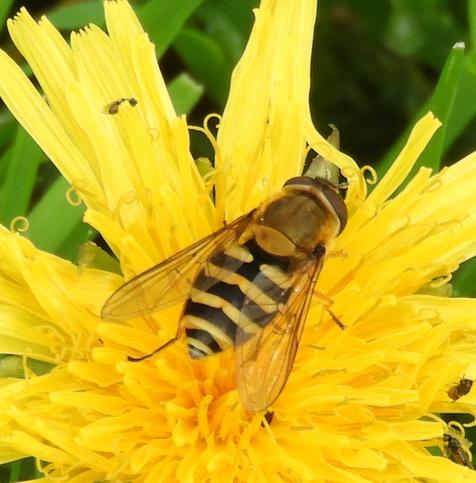 Een zweefvlieg op een paardebloem, de vlieg is zwart/geel gestreept.