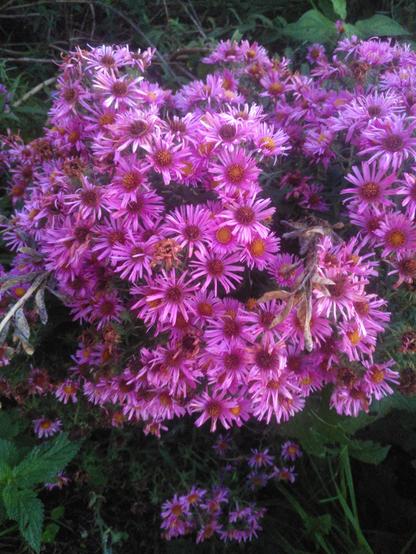 Pinkfarbene Astern wachsen in einem dichten Büschel in meinem Cafébeet. Die etwa zwei Zentimeter großen Blüten haben viele schmale Blütenblätter, die an ein Gänseblümchen erinnern.