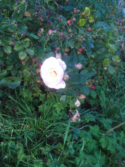 Eine zartrosafarbene Rosenblüte inmitten von Rosenblättern und ovalen Hagebutten. Die Aufnahme ist etwas verschwommen. 
Unterhalb der Rose wachsen saftig grünes Gras und Storchenschnabel.