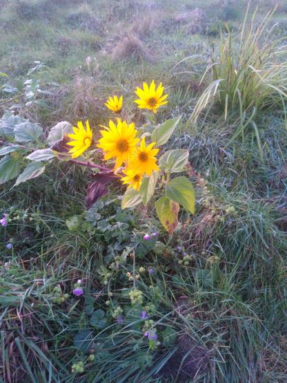 Strahlend gelbe Topinamburblüten umgeben von rosafarbenen Malven, Gundermann und Gras. Da es anfing zu dämmern, ist das Licht etwas gedämpft und die leuchtenden Farben erscheinen nicht ganz so leuchtend. 
Da Topinambur zur Familie der Sonnenblumen gehören, ist eine gewisse Familienähnlichkeit zu erkennen: Die Blütenblätter sind leuchtend gelb. In der Mitte befindet sich ein brauner Stempel. Insgesamt sind die Blüten kleiner als bei klassischen, oft imposanten Sonnenblumen.