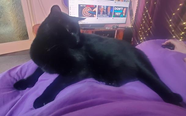 A large black cat lying on a purple duvet and turning awkwardly away from the camera.