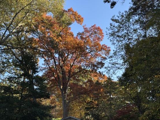 A tree with red and orange leaves