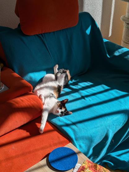A Calico cat laying belly up and with a paw stretched out on a couch in the sun